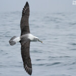 Albatros à tête blanche, White-capped Albatross, au large de Kaikoura