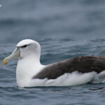Albatros à tête blanche, White-capped Albatross, au large de Kaikoura