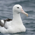 Albatros royal au large de Kaikoura