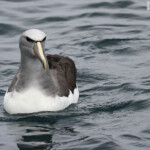 Albatros de Salvin au large de Kaikoura