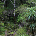 Balade en forêt d'altitude