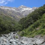 Balade en forêt d'altitude