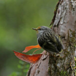 Rifleman - Xénique grimpeur - Arthur's Pass