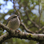 Rifleman - Xénique grimpeur - Arthur's Pass