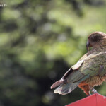 Kéa au café d'Arthur's pass