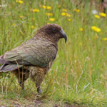 Kéa au café d'Arthur's pass