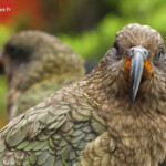 Kéa au café d'Arthur's pass