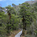 Balade en forêt d'altitude