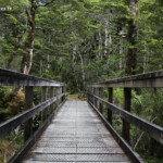 Balade en forêt d'altitude