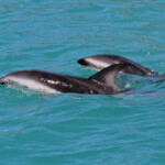 Lagénorhynque obscur