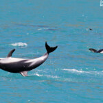 Lagénorhynque obscur