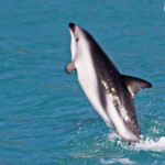 Lagénorhynque obscur