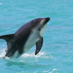 Lagénorhynque obscur