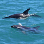 Lagénorhynque obscur