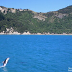 Lagénorhynque obscur