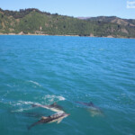 Dauphins communs, Kaikoura, Nouvelle-Zélande