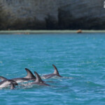 Lagénorhynque obscur