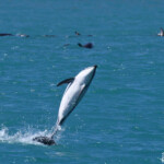 Lagénorhynque obscur