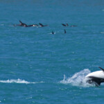 Lagénorhynque obscur