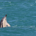 Dauphin commun, Kaikoura, Nouvelle-Zélande