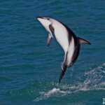 Lagénorhynque obscur