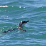 Manchot pygmée, Akaroa