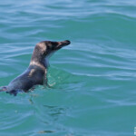 Manchot pygmée, Akaroa