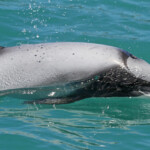 Dauphin d'Hector, Akaroa