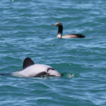 Dauphin d'Hector, Akaroa