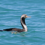 Spotted shag, Akaroa