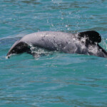 Dauphin d'Hector, Akaroa