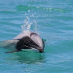 Dauphin d'Hector, Akaroa