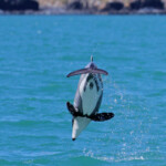 Dauphin d'Hector, Akaroa