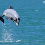 Dauphin d'Hector, Akaroa