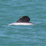 Dorsale de Dauphin d'Hector, Akaroa