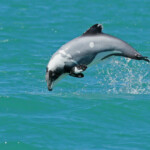 Dauphin d'Hector, Akaroa