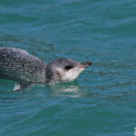 Jeune machot pygmée, Akaroa