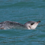 Jeune manchot pygmée, Akaroa