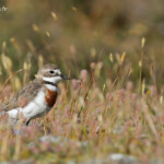 Pluvier à double collier au pied du Mont Sunday