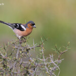 Mâle de Pinson des arbres au pied du Mont Sunday