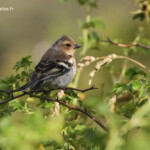 Femelle de Pinson des arbres au pied du Mont Sunday