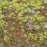 Pluvier à double collier sur les rives du lac Pukaki