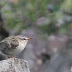 Xénique grimpeur, Tasman Valley