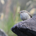 Xénique grimpeur, Tasman Valley