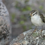 Xénique grimpeur, Tasman Valley