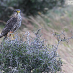 Faucon de Nouvelle-Zélande, Tasman Valley