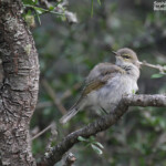 Gérygone de Nouvelle-Zélande, Tasman Valley