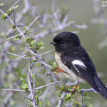 Miro mésange, Tasman Valley