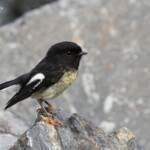 Miro mésange, Tasman Valley