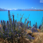 Les rives du lac Pukaki